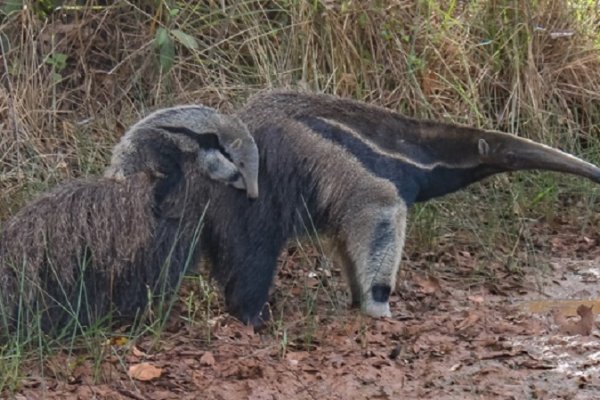 Después de haber estado extintos, 200 osos hormigueros viven libres en el Iberá