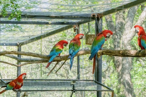 Liberaron a cinco guacamayos rojos en el norte del Parque Iberá