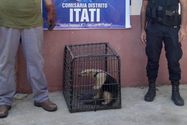 Rescatan un oso melero