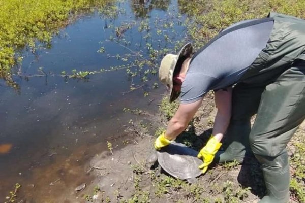 Siete tortugas rescatadas en Goya ya tienen nuevo hogar