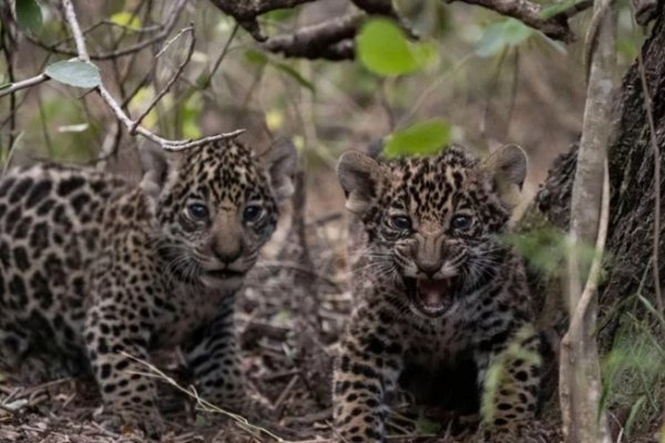 Taragüi y Chaco son los nombres de los yaguatés cachorros que viven en el Parque Iberá