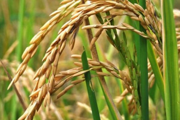 Corrientes: alarma de productores de arroz por efectos de la sequía en la producción