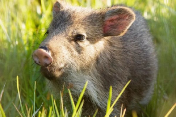 Nacieron más pecaríes de collar en los Esteros del Iberá