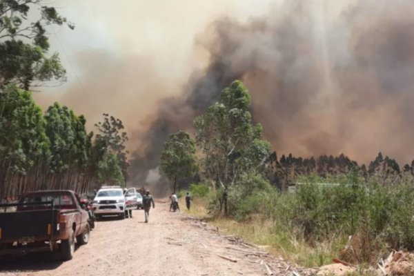 Sequia en Corrientes: Feroz incendio forestal afecta postes de energía eléctrica