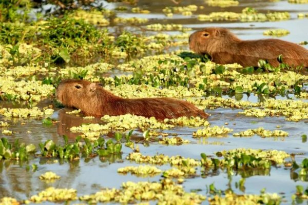 El Parque Nacional Iberá celebra su cuarto aniversario