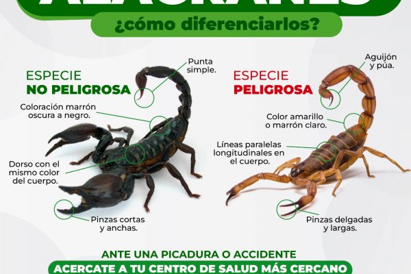 Recomendaciones para evitar picaduras de alacranes