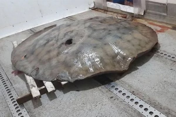 Pescaron una raya gigante de 150 kilos en una zona que limita con la localidad de Ituzaingó