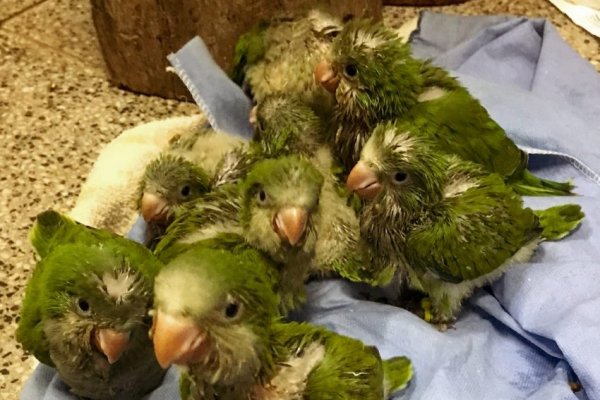 Rescataron a 10 pichones de cotorra en una localidad correntina
