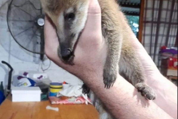 Rescataron a un coatí en la localidad de Santa Lucía