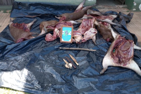 La Policía, durante trabajos de prevención, incautó ocho animales silvestres faenados