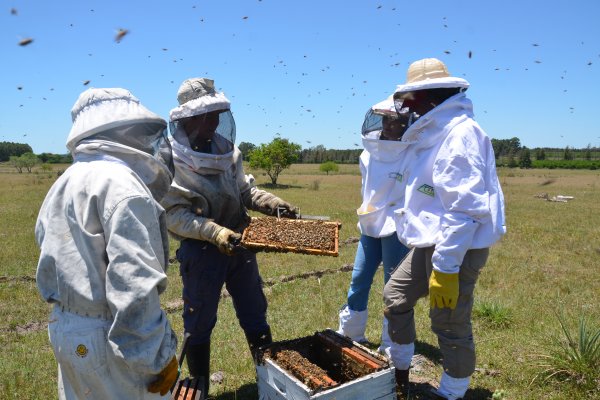 Mieles correntinas: Destacan el potencial de la apicultura en la provincia