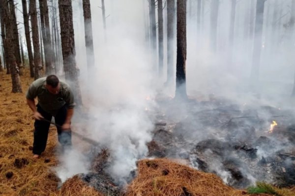 Cayó un rayo en un pino y desató un incendio forestal en la localidad de La Cruz