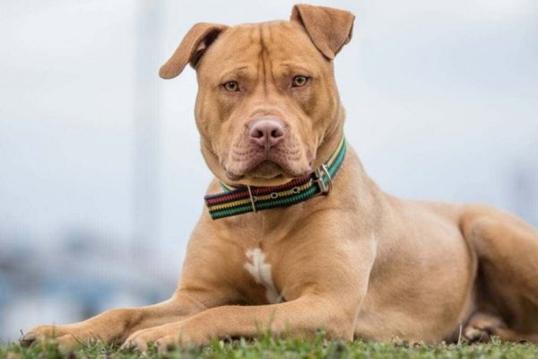 Un hombre mató a un pitbull a puñaladas después de que el perro mordiera a su hijo