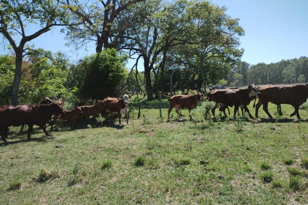 Recuperaron 18 animales vacunos que fueran sustraídos de un establecimiento ganadero en Corrientes