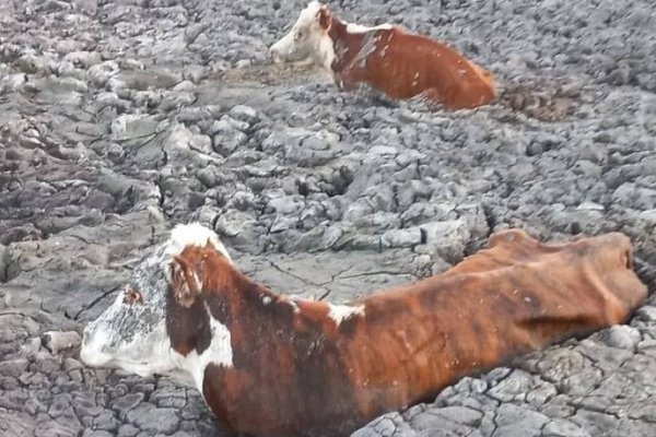 Sequía desesperante: animales no encuentran refugio y se entierran en barro seco