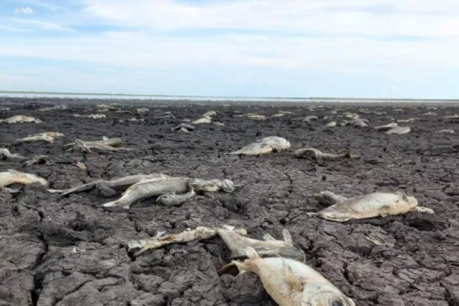 Dramáticas imágenes de cómo quedó una laguna que habría sido secada por una arrocera en Corrientes