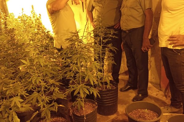 Hallaron un invernadero de marihuana en una vivienda de Corrientes
