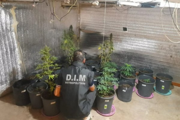Desbarataron un invernadero y laboratorio clandestino de cannabis en Corrientes