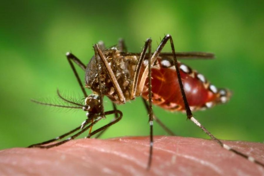 Difunden recomendaciones para prevenir la fiebre Chikungunya