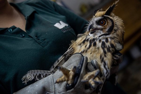 Corrientes articula trabajos con el ecoparque de BA en pos de la conservación de especies