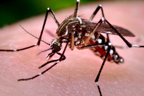 Chaco confirmó un caso de chikungunya no autóctono