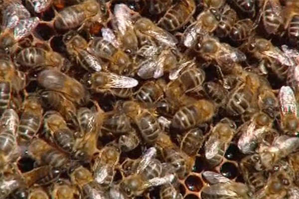 Corrientes: Una invasión de abejas mando a dos personas al hospital