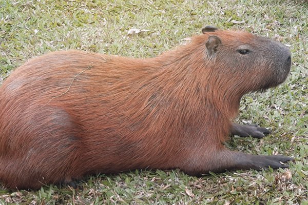 Alfa de Gran Hermano habló de la fauna correntina y confundió los carpinchos con tatúes