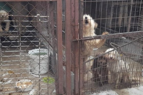 Casi 600 animales fueron rescatados de un criadero clandestino en Adrogué