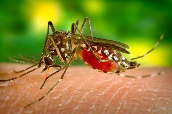Alarma por un posible caso de dengue en Mercedes