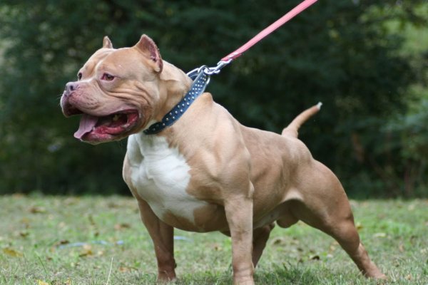 Sacrificaron a los pitbull que atacaron brutalmente a un nene en Corrientes
