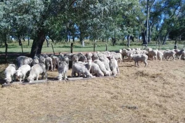 El INTA logró una alternativa para el control de parásitos