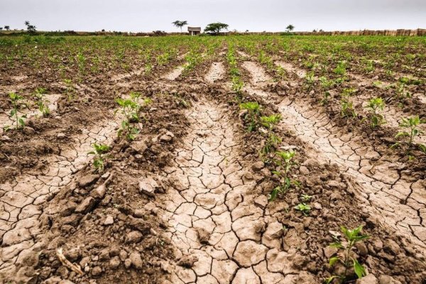 La superficie afectada por la sequía se redujo durante marzo