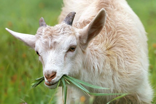 México: echaron al director de un zoológico que mandó a carnear y cocinar a cuatro cabras para una cena