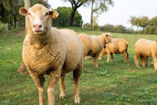 Corrientes: elaboran un protocolo para seleccionar genética ovina resistente a parásitos
