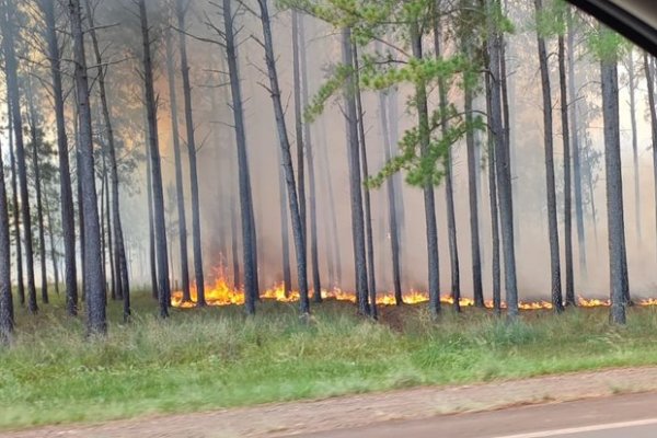 Santo Tomé: dos incendios en horas consumieron 35 postes de línea energética y un campo de pinos