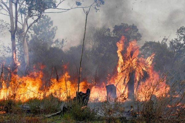 Corrientes: en enero se quemaron más de 27 mil hectáreas