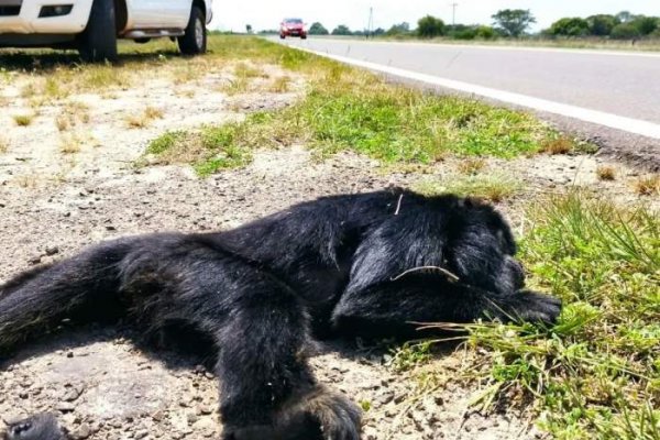 Atropellaron y mataron a un mono carayá en una ruta correntina