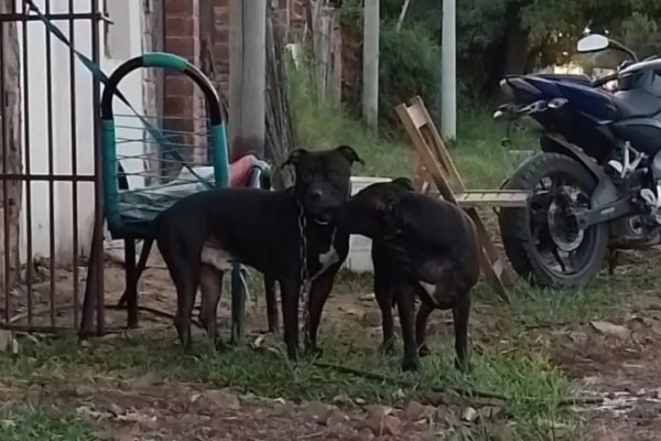 Proteccionistas alzan la voz ante la exigencia del sacrificio de dos pitbulls