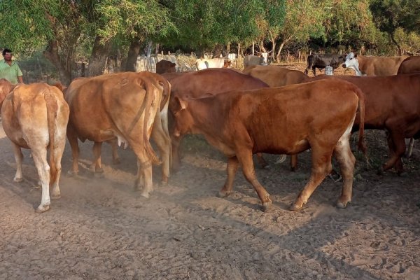 La Policía halló y recuperó diez animales vacunos denunciados como sustraídos