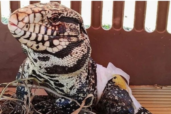 El Centro Aguará rehabilitó y liberó un lagarto overo