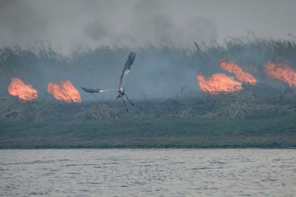 Los incendios ya quemaron más de 30.000 hectáreas en Corrientes