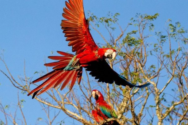 El Parque Iberá busca voluntarios para monitoreo y manejo de fauna
