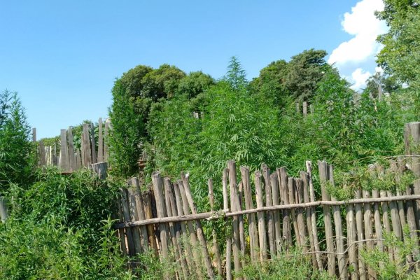 Corrientes: realizaban allanamiento por abigeato y hallaron una plantación de marihuana