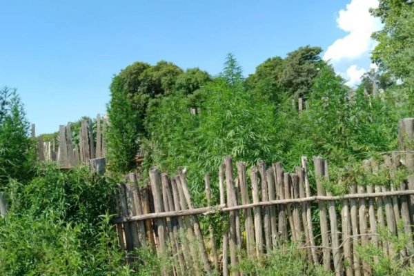 Tras varios allanamiento por abigeato, hallaron una plantación de marihuana en San Roque