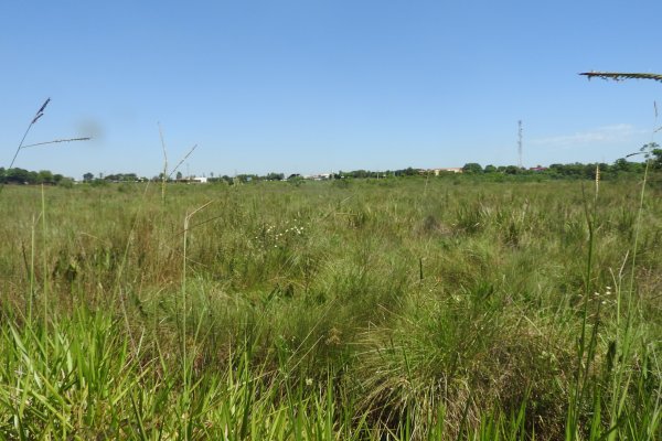 Identifican el grado de amenaza de conservación de un reconocido género de plantas herbáceas