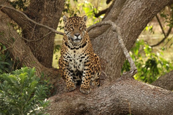 Murió Tobuna, la yaguareté del Centro Aguará