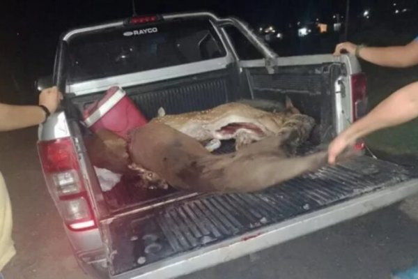 Detuvieron a cazadores furtivos con animales faenados en Perugorría
