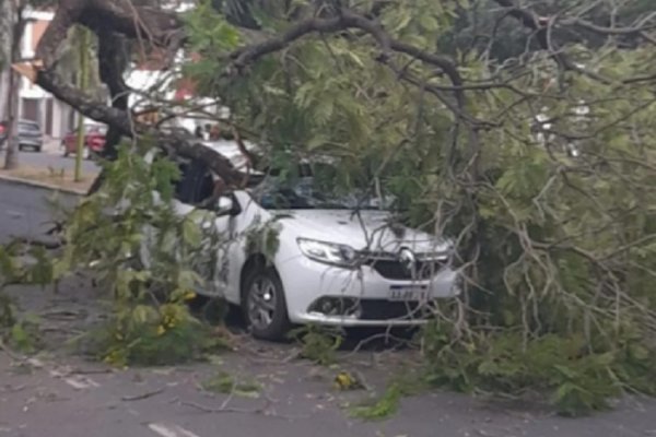 Corrientes: Los fuertes vientos ocasionaron la caída de un árbol sobre un auto en movimiento