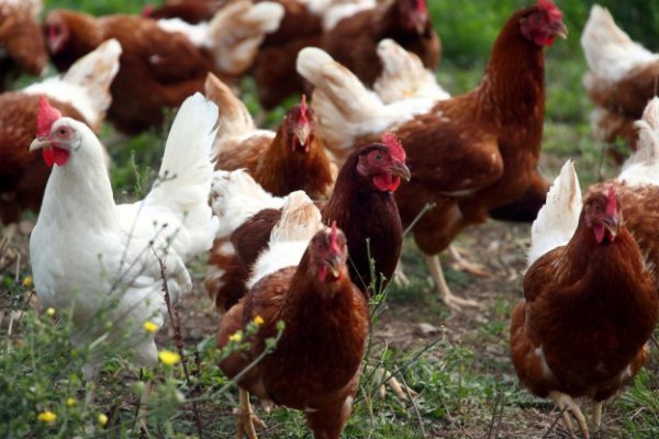 Confirmaron el primer caso de gripe aviar en la Argentina