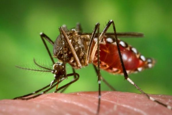 Confirman dos casos positivos de Chikungunya en Corrientes